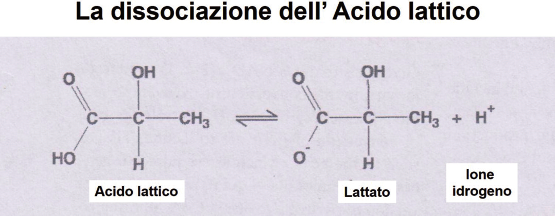 11 9 gradino Leggere il valore dei lattati (lattatemia) Premesse di fisiologia chimica L acido lattico è un acido debole con un anione forte (il lattato, che fa parte degli ioni forti, strong ions ),