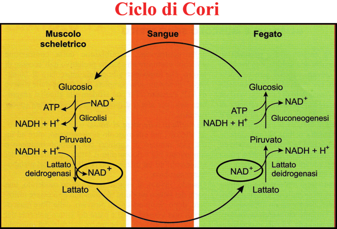 Fig. 26 Ciclo di Cori: riutilizzo dei Lattati. Fig. 25 Strade metaboliche per la produzione del Lattato.