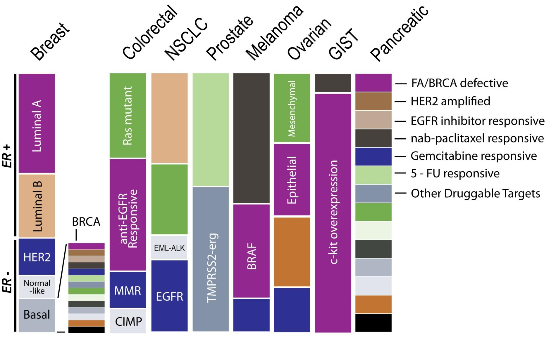 Molecular Heterogeneity Per gentile