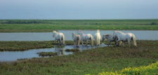 26 Centro Visite Parco Delta del Po Museo NatuRa c/o Palazzone via Rivaletto 25 48123 Sant Alberto (RA) tel 0544 528710-529260 fax 0544 528710 e-mail: natura@atlantide.net; infonatura@comune.ra.it web: www.