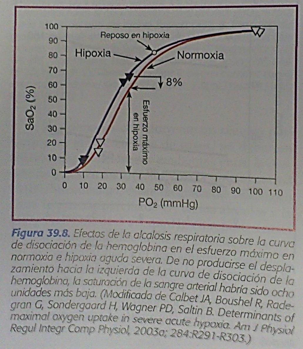 L alcalosi respiratoria aumenta l affinità dell emoglobina per l ossigeno Facilita il legame con l ossigeno a livello alveolare