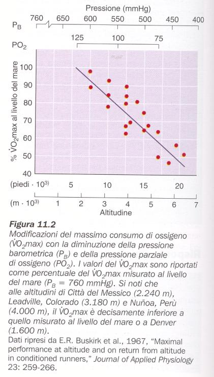 Scambio gassoso nei muscoli Il gradiente di pressione tra sangue arterioso e muscolo diminuisce all aumentare dell altitudine Questo influenza