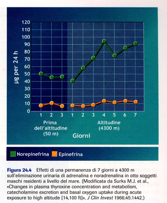 Risposta delle catecolamine Esposizione all altitudine: Aumento graduale della attività simpatico-adrenergica (a riposo e in attività) Esposizione a 4300 m Livelli nelle urine di adrenalina e