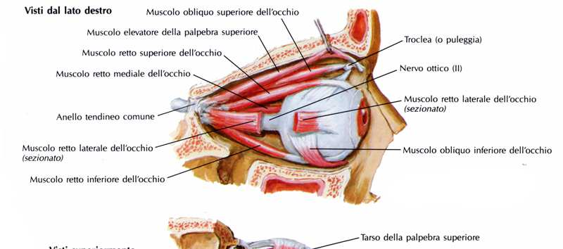 Equilibrio Miofasciale Il mantenimento prolungato di una posizione anomala del capo, porta ad una attivazione prolungata della