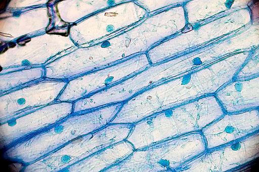 CELLULA La cellula è la più piccola unità di un organismo in grado di