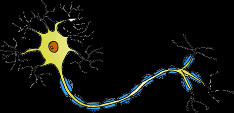 CELLULA La teoria cellulare L'insieme degli studi al microscopio e le osservazioni di numerosi ricercatori permisero di arrivare alla moderna definizione della cosiddetta teoria cellulare,