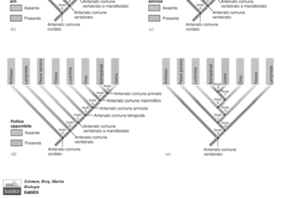 Costruire un cladogramma Lampreda, Pesce persico, Tritone, Lucertola, Orso, Scimpanzè, Uomo + Anfiosso
