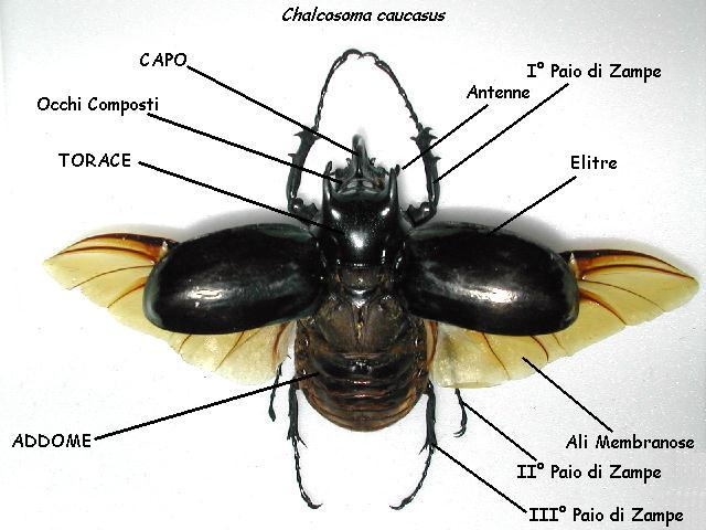 360 000 specie conosciute 12 000 in Italia Ordine Coleoptera (coleotteri) E il più ampio ordine animale Ali anteriori (elitre), spesse,