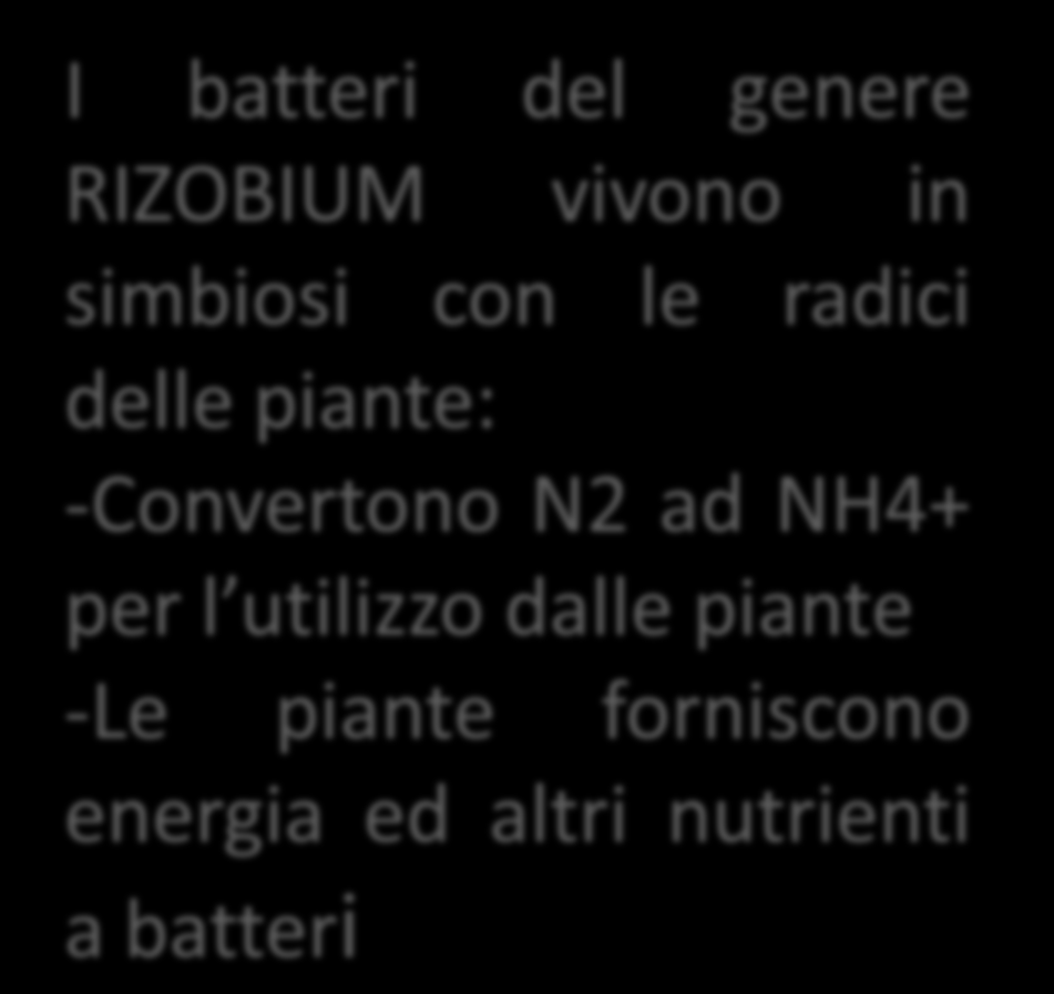 I batteri del genere RIZOBIUM vivono in simbiosi con le radici delle piante: -Convertono N2