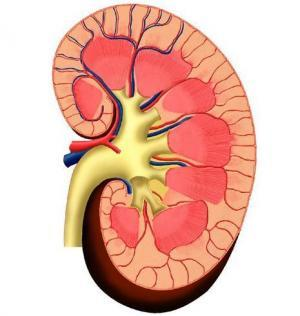 Valutazione del danno d organo Rene 1. Proteinuria ed ematuria sono i segni distintivi del danno d organo renale precoce 2.