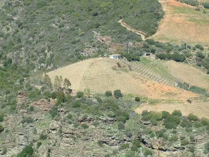 EVOLUZIONE VITICOLA ANTICHI PODERI RECUPERO SUPERFICI VITATE SOCI CREAZIONE ZONE VITATE ECCELSE PRODUZIONE CANNONAU CRU REDISTRIBUZIONE DEI REDDITI SOCI (ES.