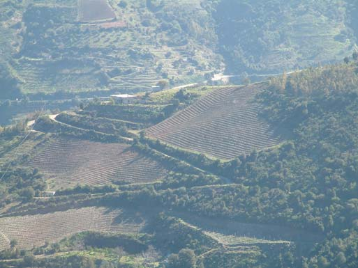 BINOMIO SINERGICO VIGNA-MACCHIA MEDITERRANEA CARATTERISTICHE VIGNETI MONTANI BUONA STABILITA NATURALE OTTIMA DOTAZIONE SOST. ORG.