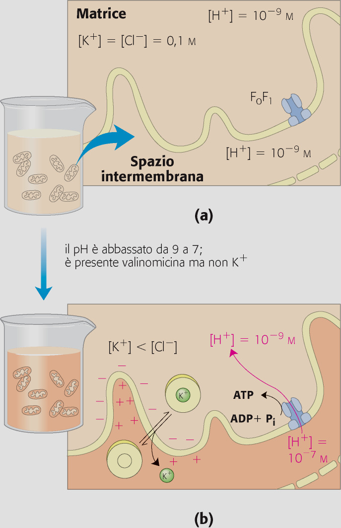 I mitocondri manipolati in modo da generare una differenza di ph e di carica tra le due superfici della membrana interna sintetizzano