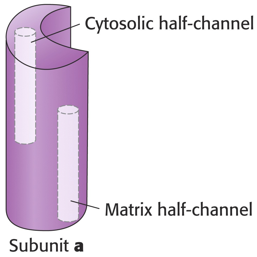 Subunit a Proton