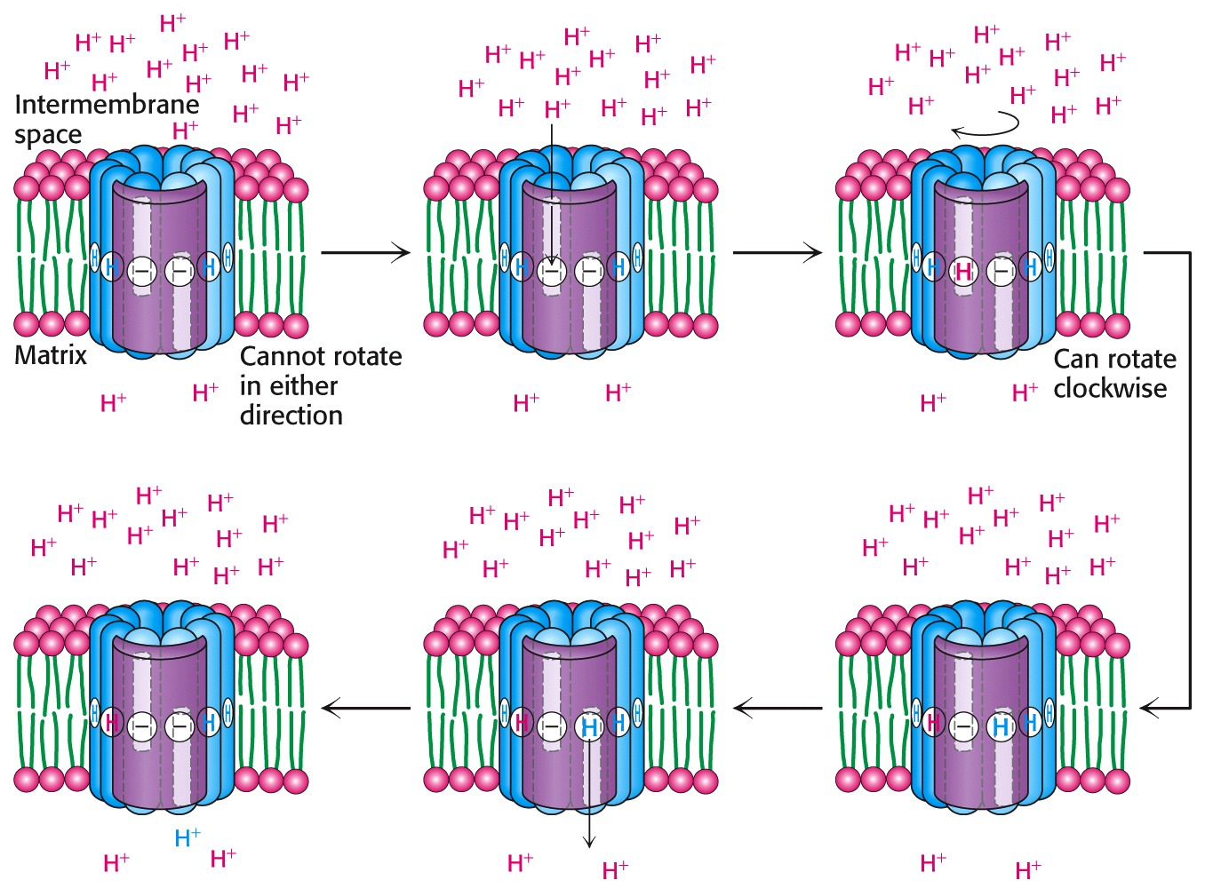 Proton motion across the membrane drives rotation scaricato da www.sunhope.