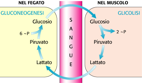 Il ciclo di Cori La formazione del lattato nel muscolo