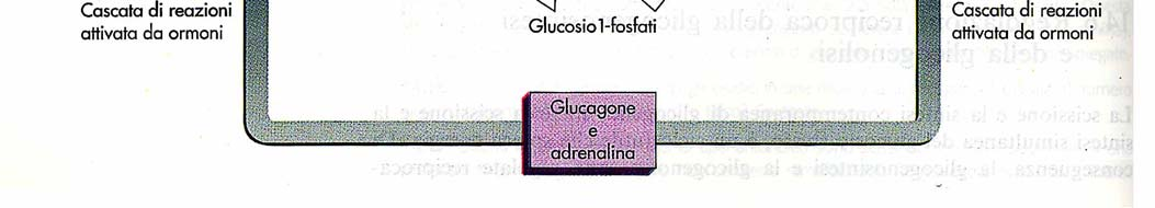 Regolazione coordinata della glicogeno sintasi e della glicogeno fosforilasi La fosforilazione ha