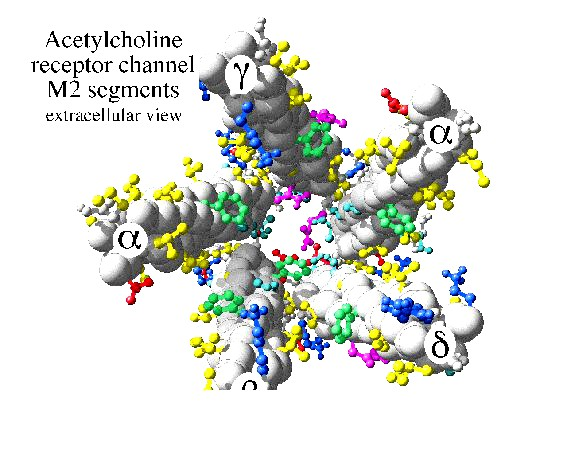 Recettore Recettore nach nach Recettore pentamerico 2 isoforme: α²βγδ, α²βδε il sito di binding e sulle