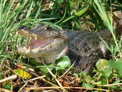 Avventura in Costa Rica dal 1 novembre 2016 al 31 ottobre 2017 escluso Capodanno, Pasqua e Ponti San Jose Parco Nazionale del Tortughero Sarapiqui - Vulcano Arenal - Monteverde Parco Nazionale Rincon