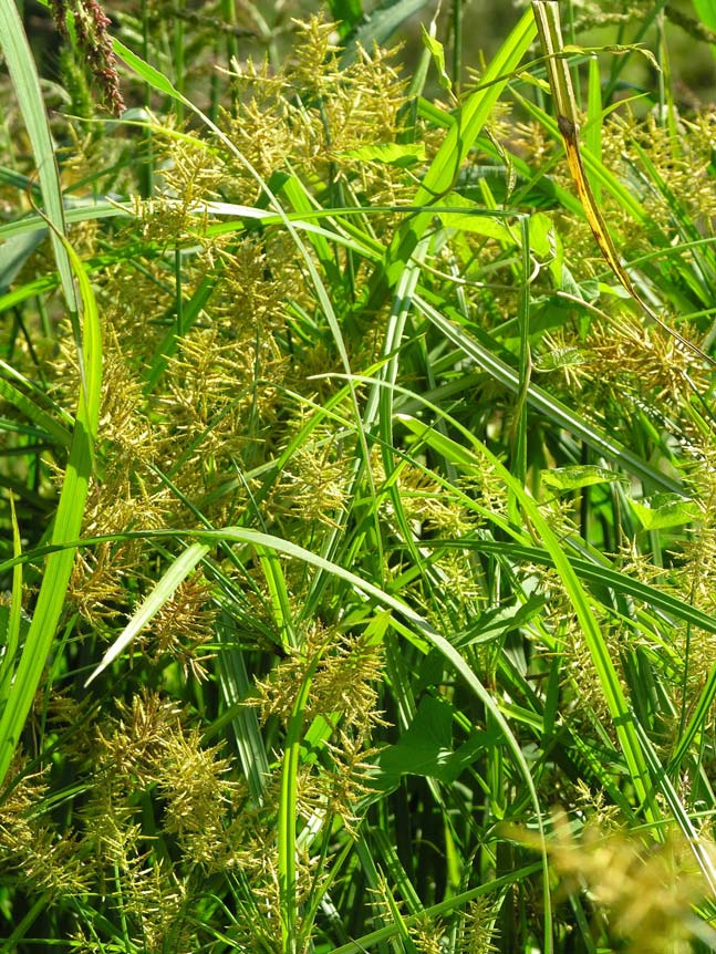 Cyperus esculentus Neofite in terre arabili e superfici permanentemente inerbite Zigolo Africa sub Africa sub-tropicale e tropicale, America centrale dalle Bolle di Magadino alla Bassa Riviera