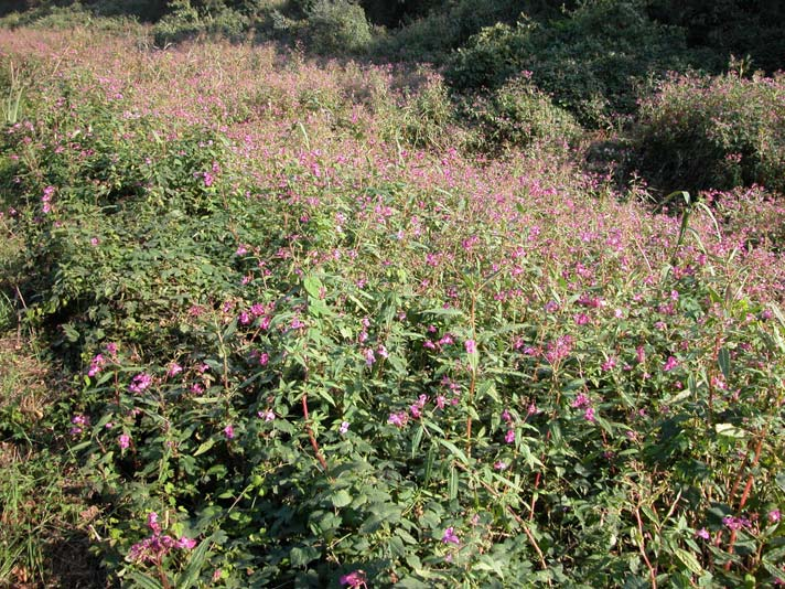 Neofite ai bordi delle colture Impatiens glandulifera Balsamina Himalaya pianta annuale erbacea ornamentale, inselvatichita rapida velocità di espansione grazie alle proprietà esplosive del frutto