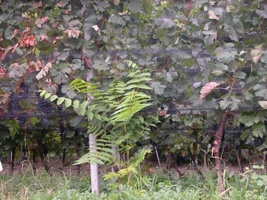 Neofite in viticoltura e frutticoltura Ailanthus altissima Ailanto Cina Descrizione: Reynoutra albero deciduo alto fino a 25 m Fioritura: da giugno a luglio cresce molto velocemente e si diffonde