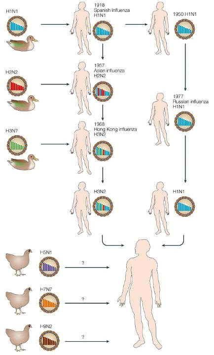 Virus dell Influenza A: vecchie e potenziali pandemie Il Virus H1N1 responsabile della pandemia Spagnola possedeva tre geni aviari (Polimerasi PB1, Emoaglutinina e Neuroaminidasi).