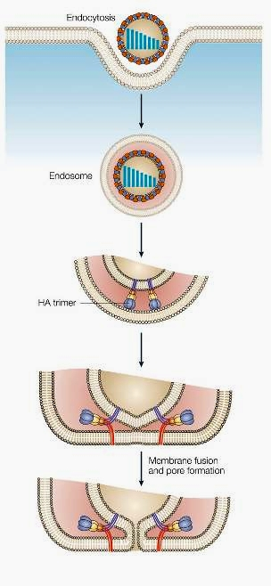 Il virus dell influenza aviaria infetta gli uccelli perché la sua emoagglutinina si lega a recettori specifici, NeuAc 2,3Gal, presenti sulle cellule delle vie aeree e dell apparato intestinale.