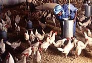 Trasmissione umana Nel 2004-2005, nel Sud Est Asiatico 121 casi, 62 morti (Indonesia, Vietnam, Thailandia, Cambogia) Ceppo A H5N1 Circoscritti in aree di episodi epidemici in pollame