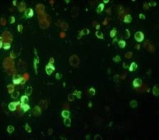 Isolamento e propagazione in vitro dei virus influenzali Coltura in monostrati di linee cellulari continue MDCK (rene di cane) Vero (rene di scimmia)