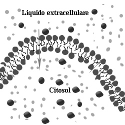 Riassumendo La diffusione e un fenomeno semplice Membrane e soluzioni