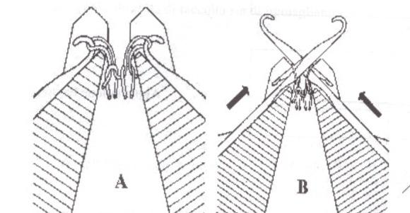 Formazione della maglia 1/3 A: Gli aghi si trovano in posizione di abbattitura con le maglie dentro l uncino e le linguette chiuse. B. La camma viene a contatto con il tallone dell ago.