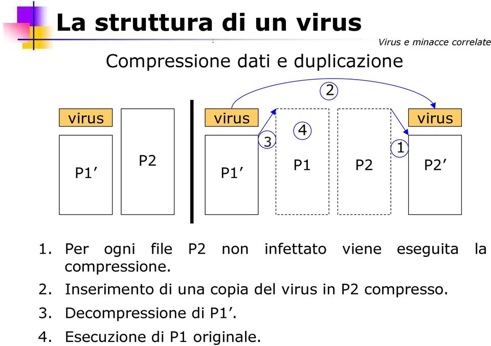 Per ogni file P2 non infettato viene eseguita la compressione. 2.