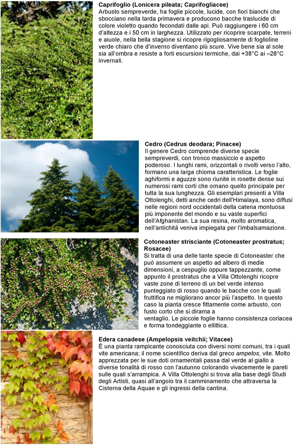 Utilizzato per ricoprire scarpate, terreni e aiuole, nella bella stagione si ricopre rigogliosamente di foglioline verde chiaro che d inverno diventano più scure.