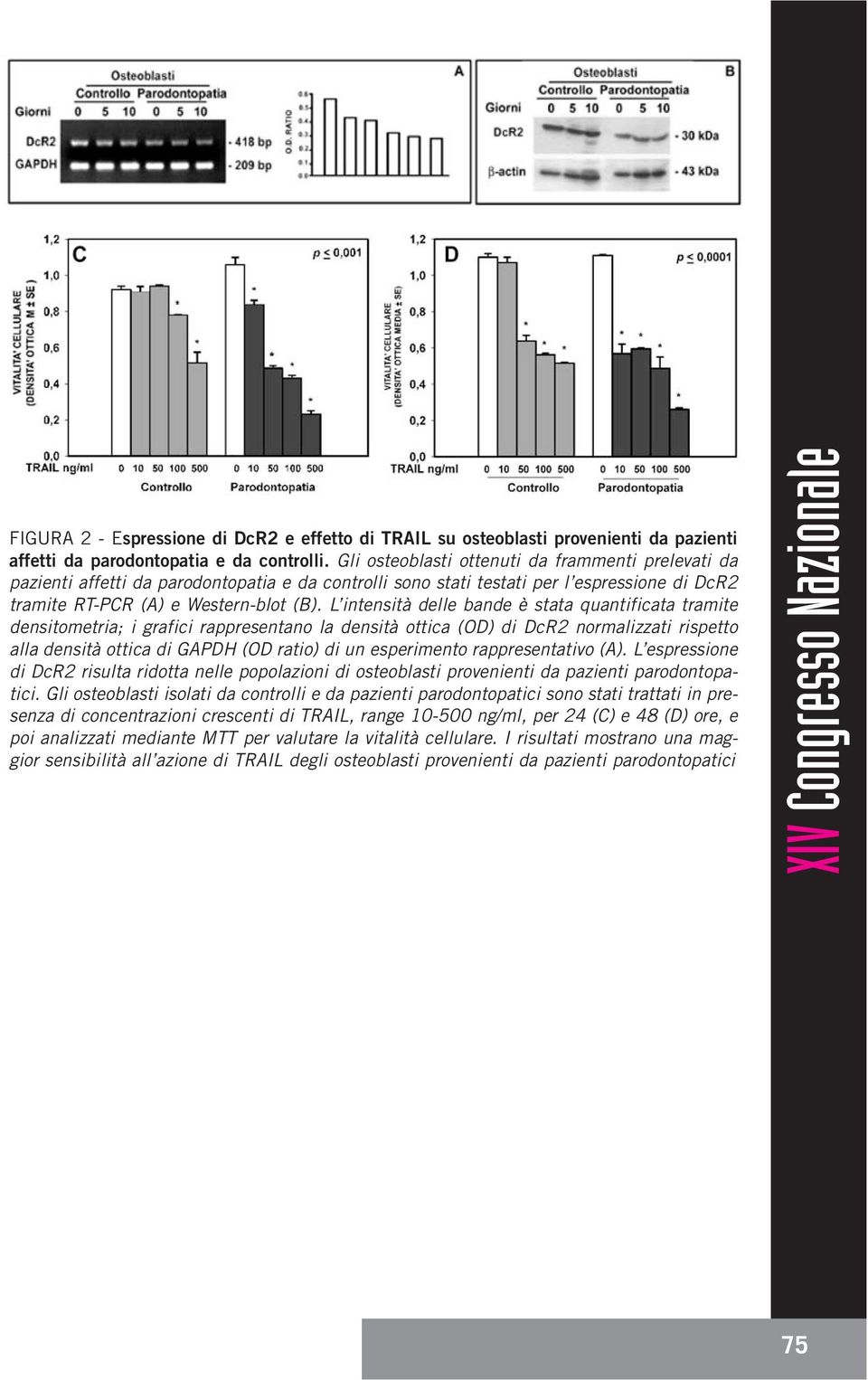 L intensità delle bande è stata quantificata tramite densitometria; i grafici rappresentano la densità ottica (OD) di DcR2 normalizzati rispetto alla densità ottica di GAPDH (OD ratio) di un