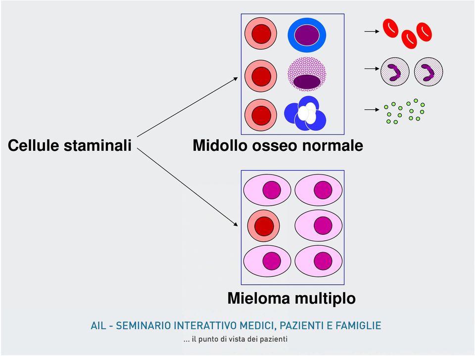 Midollo osseo