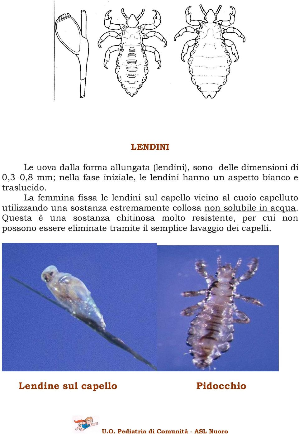 La femmina fissa le lendini sul capello vicino al cuoio capelluto utilizzando una sostanza estremamente collosa