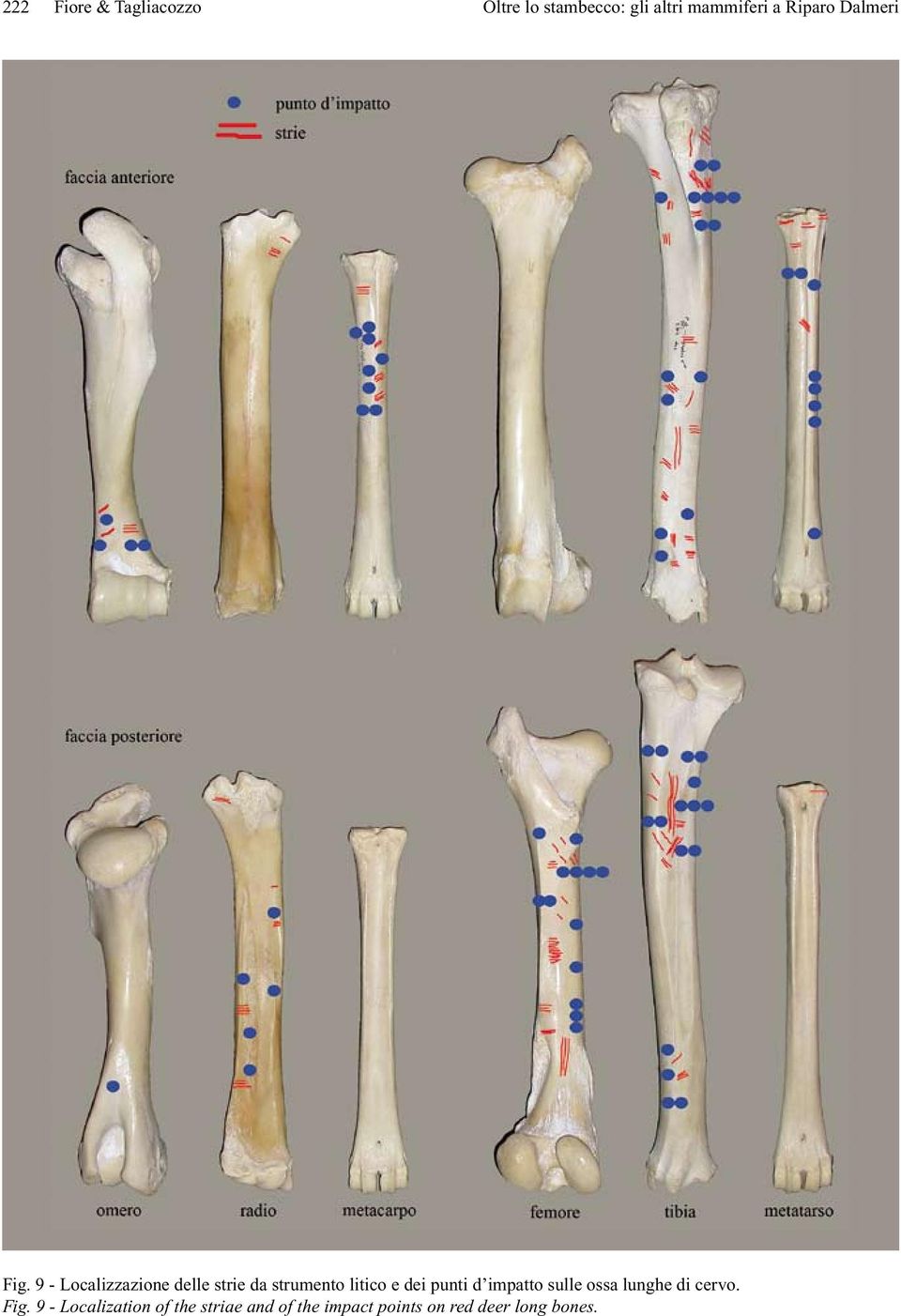 9 - Localizzazione delle strie da strumento litico e dei punti d