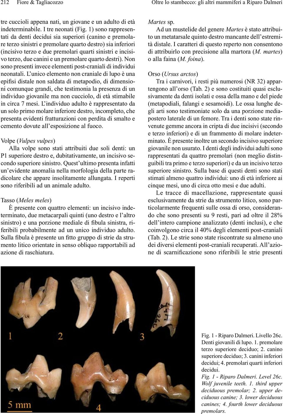 canini e un premolare quarto destri). Non sono presenti invece elementi post-craniali di individui neonatali.