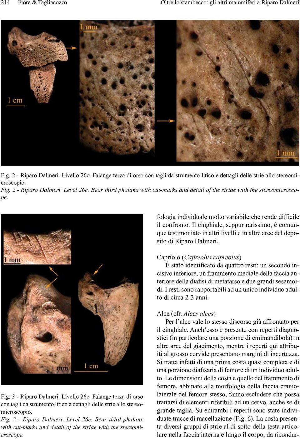 Bear third phalanx with cut-marks and detail of the striae with the stereomicroscope. fologia individuale molto variabile che rende difficile il confronto.