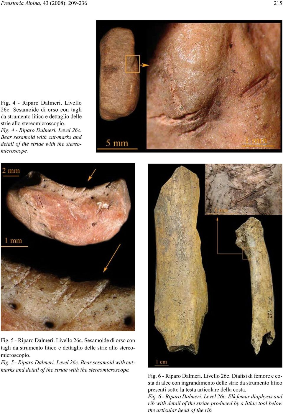 Sesamoide di orso con tagli da strumento litico e dettaglio delle strie allo stereomicroscopio. Fig. 5 - Riparo Dalmeri. Level 26c.