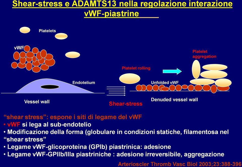 sub-endotelio Modificazione della forma (globulare in condizioni statiche, filamentosa nel shear stress Legame vwf-glicoproteina