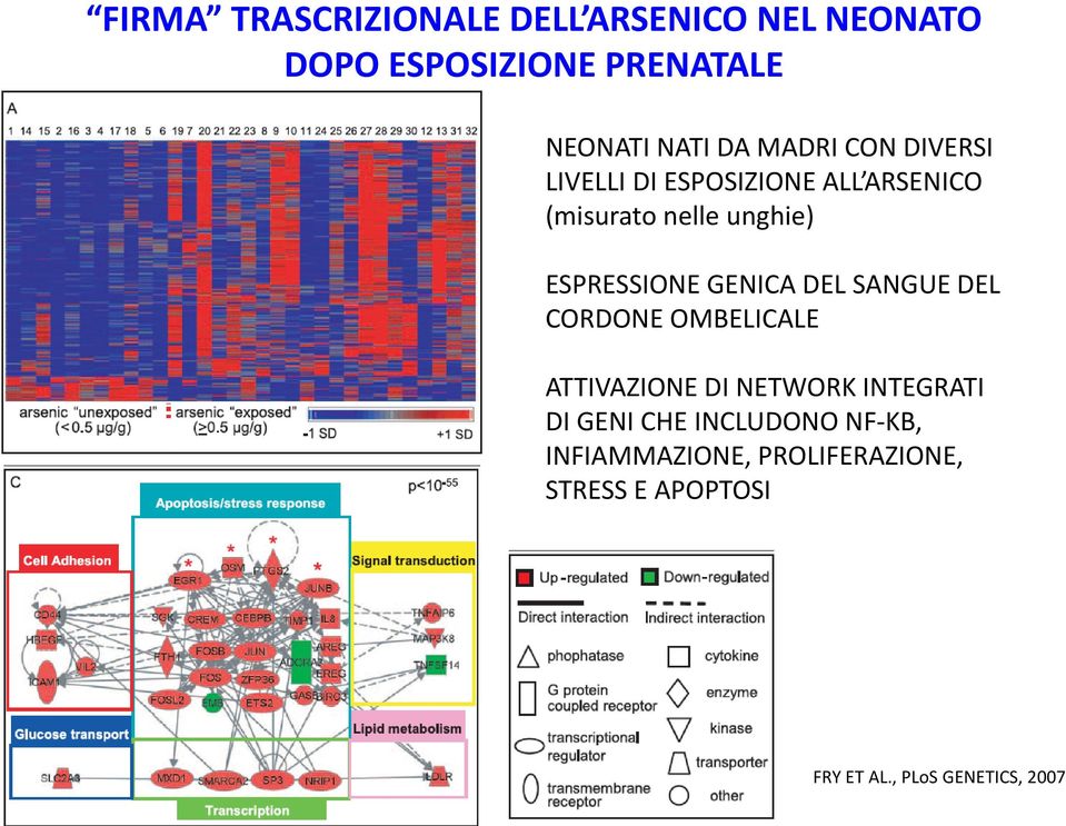 GENICA DEL SANGUE DEL CORDONE OMBELICALE ATTIVAZIONE DI NETWORK INTEGRATI DI GENI CHE