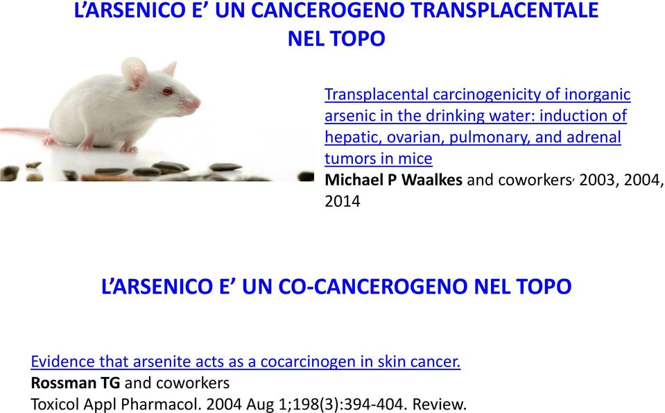 and coworkers, 2003, 2004, 2014 L ARSENICO E UN CO CANCEROGENO NEL TOPO Evidence that arsenite acts as a