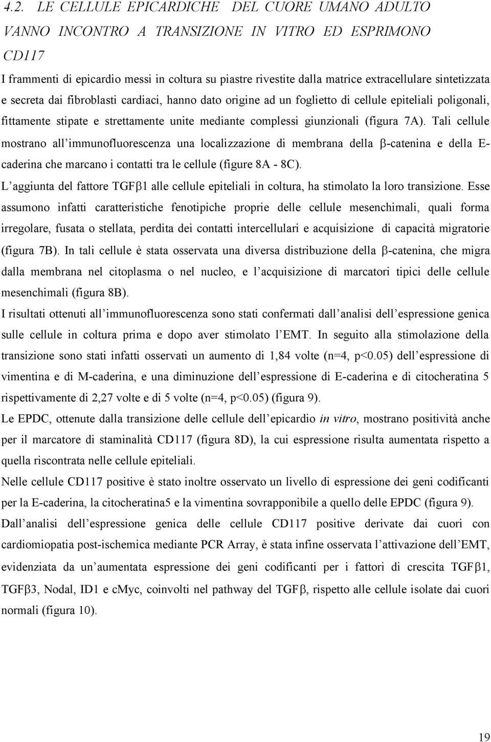 7A). Tali cellule mostrano all immunofluorescenza una localizzazione di membrana della -catenina e della Ecaderina che marcano i contatti tra le cellule (figure 8A - 8C).