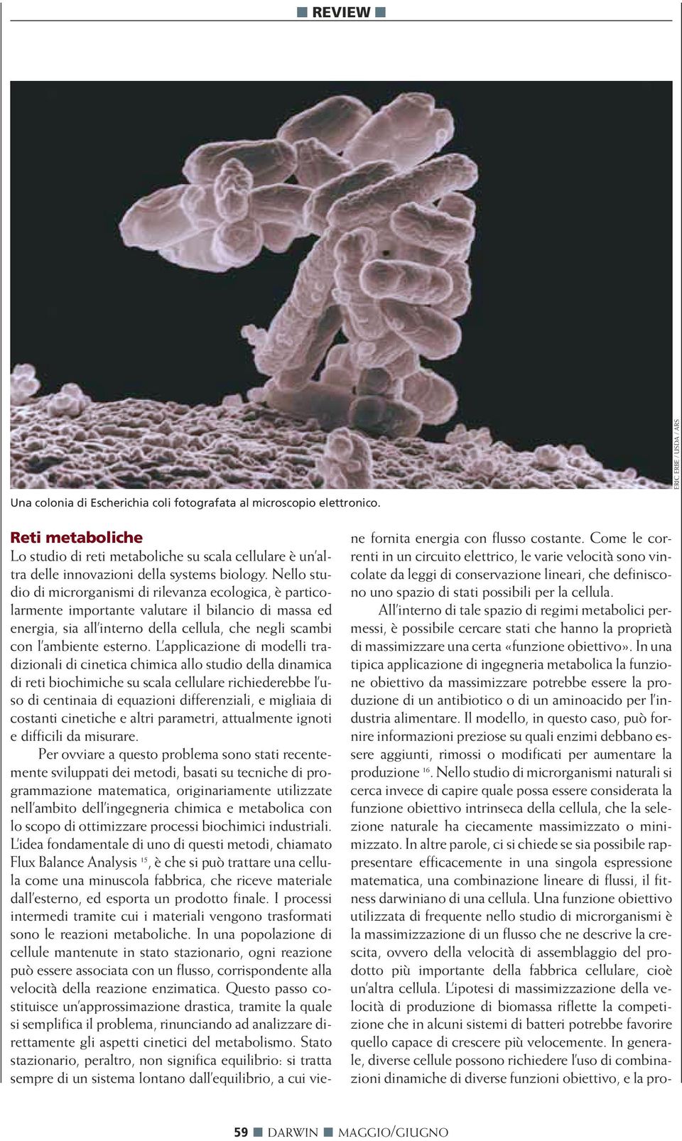 Nello studio di microrganismi di rilevanza ecologica, è particolarmente importante valutare il bilancio di massa ed energia, sia all interno della cellula, che negli scambi con l ambiente esterno.