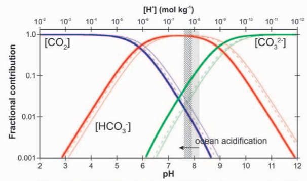 OCEAN ACIDIFICATION L abbassamento del ph e la modifica degli equilibri carbonatici determinano l alterazione: della chimica del mare, dovuta alla modifica della speciazione e della cinetica di