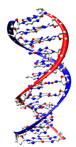 trna Ser DNA