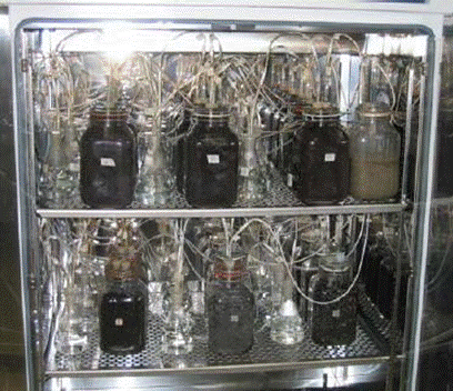 Analisi della biodegradabilità ultima aerobica. Reattori da 3 litri, test condotto in triplo.
