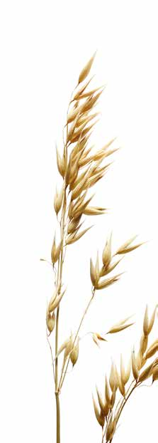 GRANO TENERO MAIS MIGLIO ORZO QUINOA RISO SEGALE SOIA SORGO TEFF Origine: Mesopotamia, la terra fra i fiumi Tigri ed Eufrate. Il grano tenero fu uno dei primi cereali coltivati.
